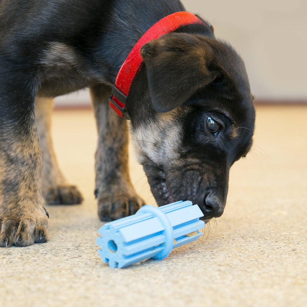 Best puppy teething sticks hotsell