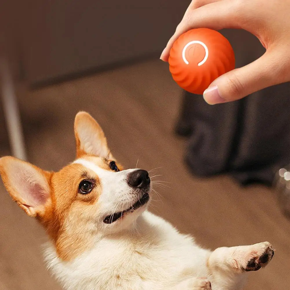 Magic Rolling Ball Dog Cat Toy Happy Paws Australia