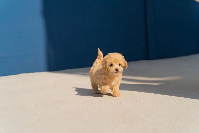 The Ultimate Guide to Training Your New Puppy