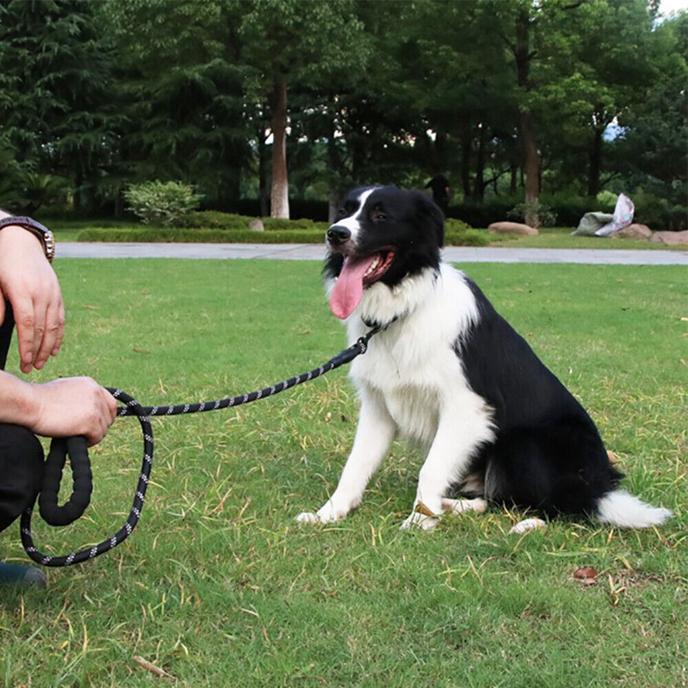 Nylon Reflective Leash - Happy Paws Australia 