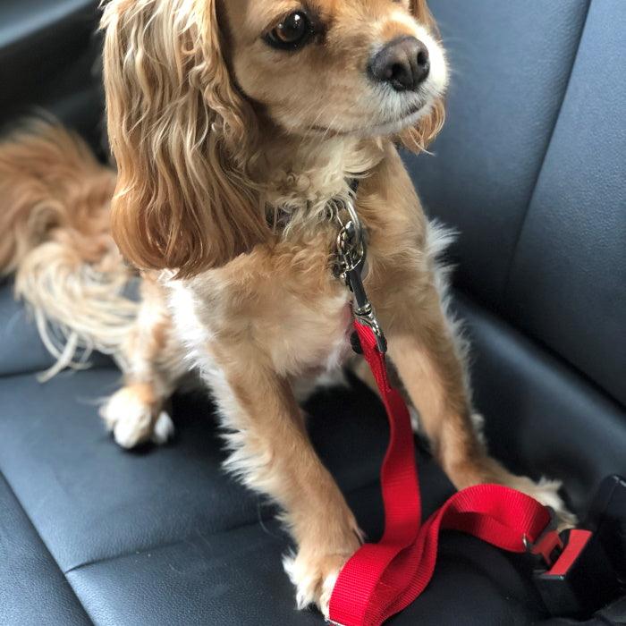 Adjustable Pet Seat Belt - Happy Paws Australia 
