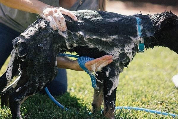 Person washing pet with the Premium Pet Bathing Tool